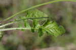 Oriental false hawksbeard